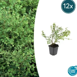 LA GREEN TOUCH - Symphorine de chenault 'hancock' x20 – entre 1,25 et 1,67m2