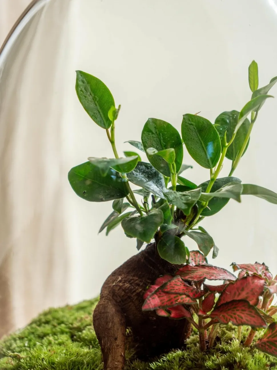LA GREEN TOUCH - Terrarium - siquijor