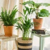 LA GREEN TOUCH - Trio de plantes - purifiant & pets friendly 40cm - plante d'intérieur