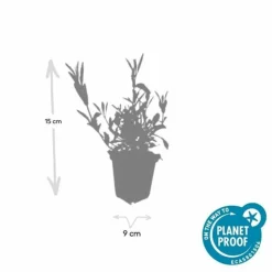 LA GREEN TOUCH - Verveine de buenos aires x12 – entre 0,75 et 1m2