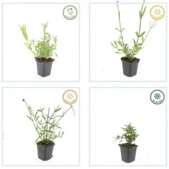 LA GREEN TOUCH - Verveine de buenos aires x12 – entre 0,75 et 1m2