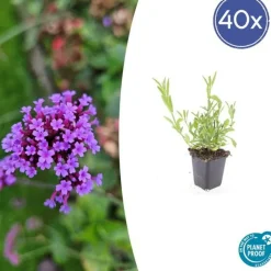 LA GREEN TOUCH - Verveine de buenos aires x40 – entre 2,5 et 3,33m2