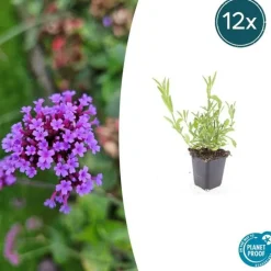 LA GREEN TOUCH - Verveine de buenos aires x40 – entre 2,5 et 3,33m2