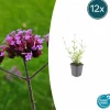 LA GREEN TOUCH - Verveine de buenos aires 'lollipop' x12 – entre 0,75 et 1m2