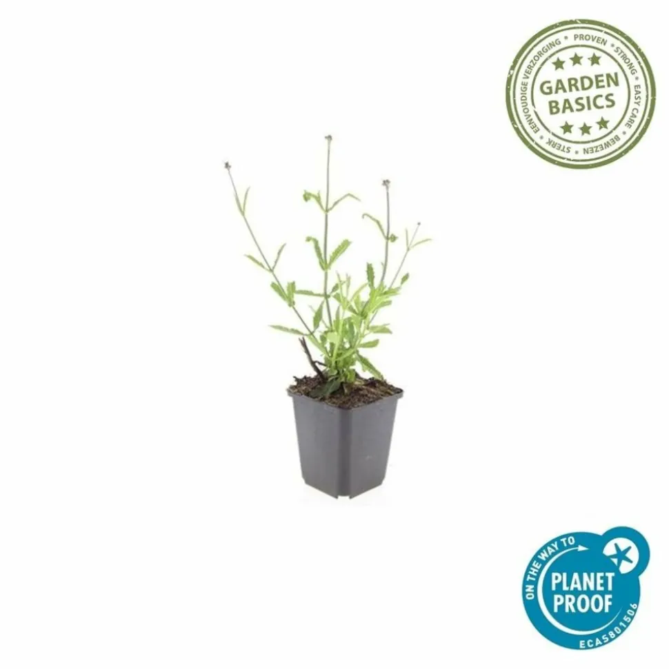 LA GREEN TOUCH - Verveine de buenos aires 'lollipop' x12 – entre 0,75 et 1m2