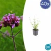 LA GREEN TOUCH - Verveine de buenos aires 'lollipop' x40 – entre 2,5 et 3,33m2