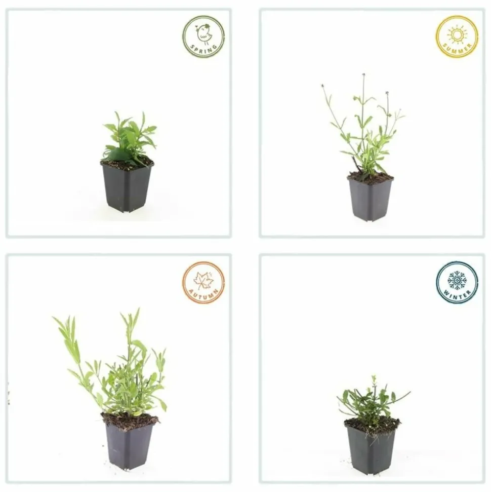 LA GREEN TOUCH - Verveine de buenos aires 'lollipop' x40 – entre 2,5 et 3,33m2