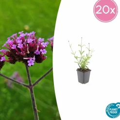 LA GREEN TOUCH - Verveine de buenos aires 'lollipop' x40 – entre 2,5 et 3,33m2