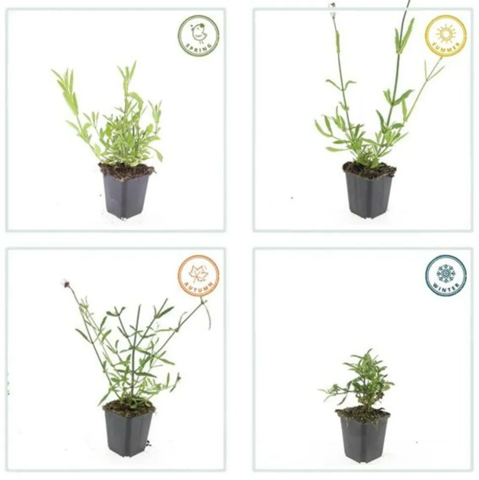 LA GREEN TOUCH - Verveine de buenos aires x60 – entre 3,75 et 5m2