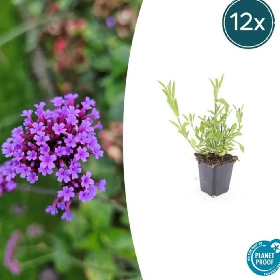 LA GREEN TOUCH - Verveine de buenos aires x60 – entre 3,75 et 5m2