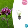 LA GREEN TOUCH - Verveine de buenos aires 'lollipop' x20 – entre 1,25 et 1,67m2
