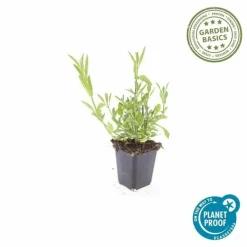 LA GREEN TOUCH - Verveine de buenos aires x20 – entre 1,25 et 1,67m2