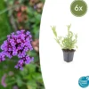 LA GREEN TOUCH - Verveine de buenos aires x6 – entre 0,38 et 0,5m2