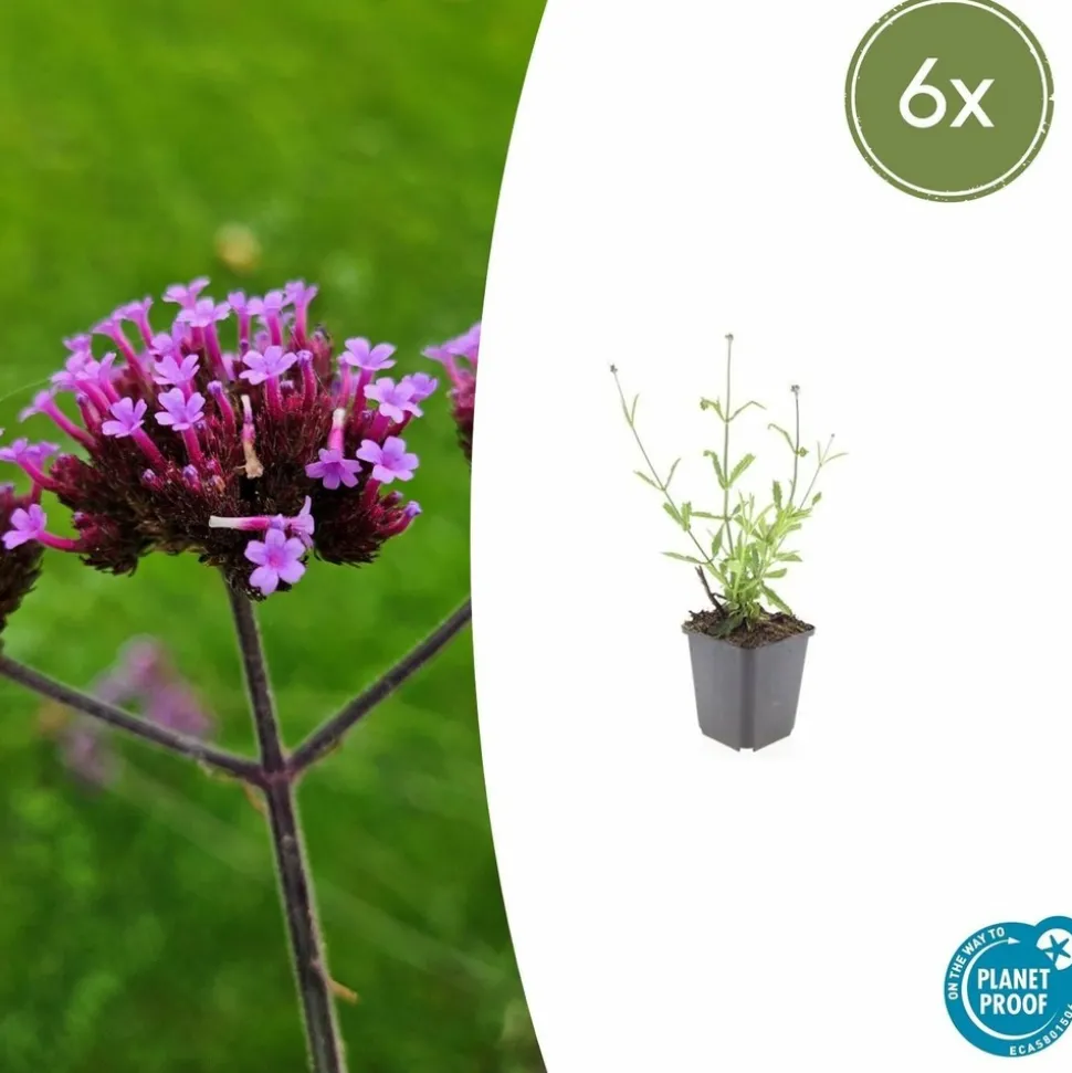 LA GREEN TOUCH - Verveine de buenos aires 'lollipop' x6 – entre 0,38 et 0,5m2