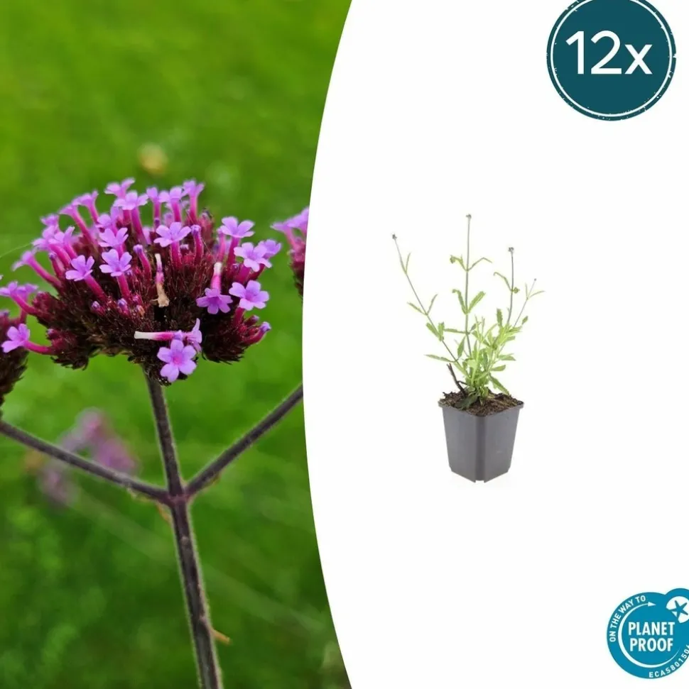 LA GREEN TOUCH - Verveine de buenos aires 'lollipop' x6 – entre 0,38 et 0,5m2
