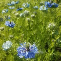 LASEMENCEBIO - Nigelle de damas - graines bio