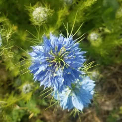 LASEMENCEBIO - Nigelle de damas - graines bio