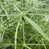 LATOUR-MARLIAC - Lot de 3 - Cyperus alternifolius - godet 8 (8cm x 8cm x7cm, 300 ml) hauteur 100 cm