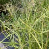 LATOUR-MARLIAC - Lot de 3 - Cyperus longus - godet 8 (8cm x 8cm x7cm, 300 ml) hauteur 100 cm