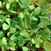 LATOUR-MARLIAC - Lot de 3 - Marsilea quadrifolia - godet 8 (8cm x 8cm x7cm, 300 ml) hauteur 20 cm