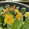 LATOUR-MARLIAC - Lot de 3 - Primula bulleyana - godet 8 (8cm x 8cm x7cm, 300 ml) hauteur 15 cm