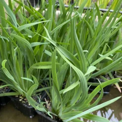 LATOUR-MARLIAC - Lot de 3 - Sisyrinchium californicum - godet 8 (8cm x 8cm x7cm, 300 ml) hauteur 10 cm