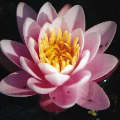 LATOUR-MARLIAC - Nymphaea 'anna epple' - nénuphar mature en racines nues