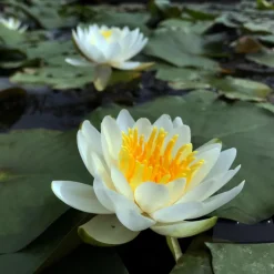 LATOUR-MARLIAC - Nymphaea 'albina' - nénuphar mature en racines nues