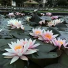 LATOUR-MARLIAC - Nymphaea 'amabilis' - nénuphar mature en racines nues