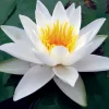 LATOUR-MARLIAC - Nymphaea 'alba delicata' - nénuphar mature en racines nues