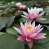 LATOUR-MARLIAC - Nymphaea 'american star' - nénuphar mature en racines nues