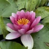 LATOUR-MARLIAC - Nymphaea 'attraction' - nénuphar mature en racines nues