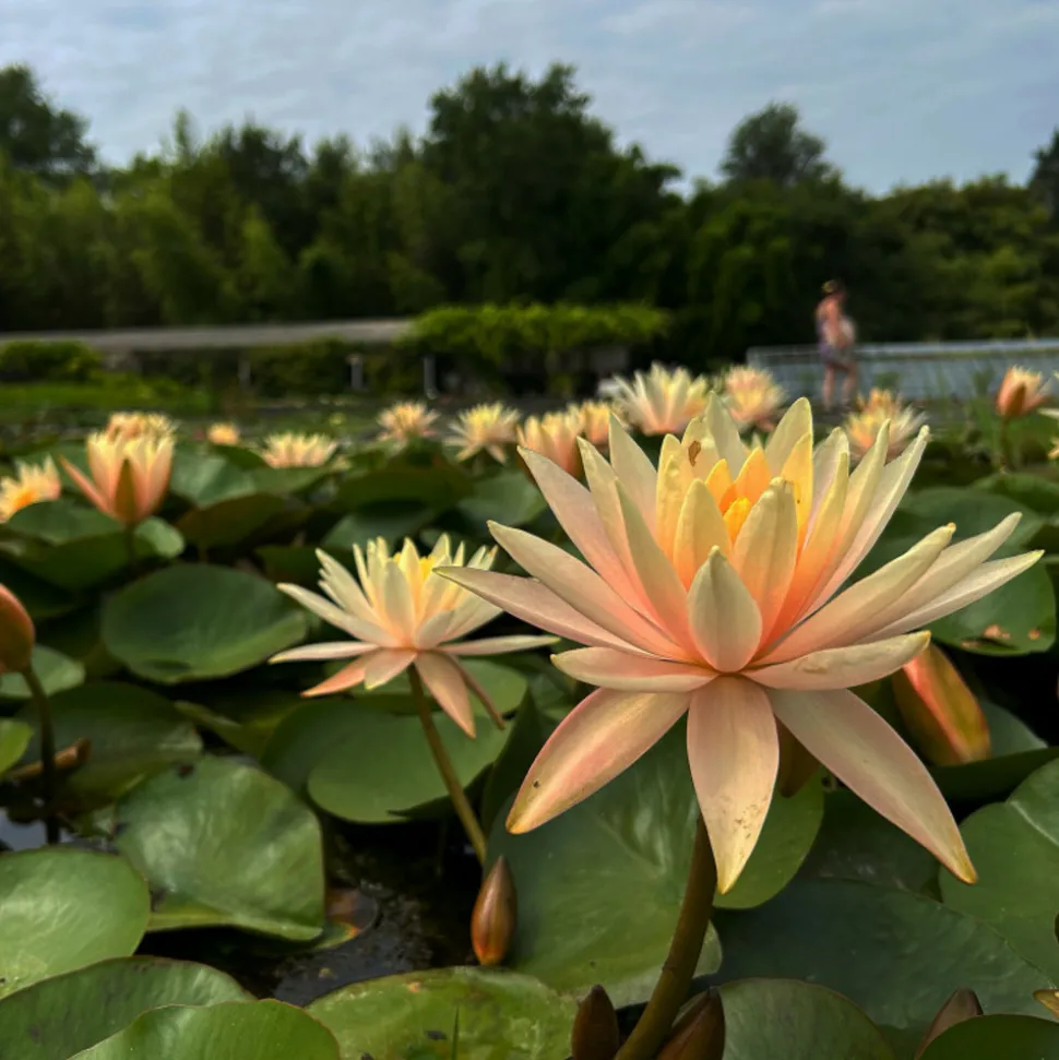 LATOUR-MARLIAC - Nymphaea 'barbara davies' - nénuphar mature en racines nues