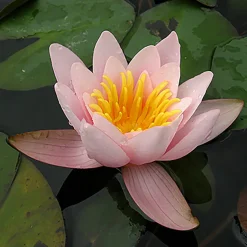 LATOUR-MARLIAC - Nymphaea 'berthold' - nénuphar mature en racines nues