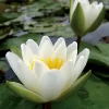 LATOUR-MARLIAC - Nymphaea candida - nénuphar mature en racines nues