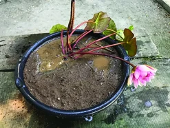 LATOUR-MARLIAC - Nymphaea 'Charlene Strawn' - nénuphar mature en racines nues avec tiges, feuilles et boutons.