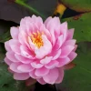 LATOUR-MARLIAC - Nymphaea 'dahlia' - nénuphar mature en racines nues