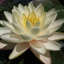 LATOUR-MARLIAC - Nymphaea 'denver' - nénuphar mature en racines nues