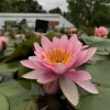 LATOUR-MARLIAC - Nymphaea 'formosa' - nénuphar mature en racines nues