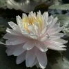 LATOUR-MARLIAC - Nymphaea 'gloire du temple-sur-lot' - nénuphar mature en racines nues