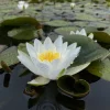 LATOUR-MARLIAC - Nymphaea 'hermine' - nénuphar mature en racines nues