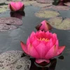 LATOUR-MARLIAC - Nymphaea 'James Brydon' - nénuphar mature en racines nues avec tiges, feuilles et boutons.