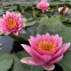 LATOUR-MARLIAC - Nymphaea 'james hudson' - nénuphar mature en racines nues