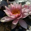 LATOUR-MARLIAC - Nymphaea 'leviathan' - nénuphar mature en racines nues