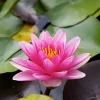 LATOUR-MARLIAC - Nymphaea 'meteor' - nénuphar mature en racines nues