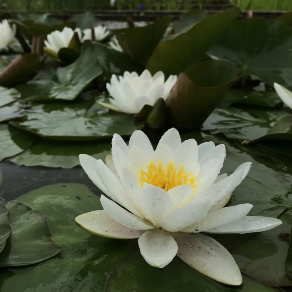 LATOUR-MARLIAC - Nymphaea 'marliacea albida' - nénuphar mature en racines nues