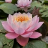 LATOUR-MARLIAC - Nymphaea 'nigel' - nénuphar mature en racines nues