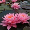 LATOUR-MARLIAC - Nymphaea 'pink sunrise' - nénuphar mature en racines nues