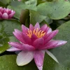 LATOUR-MARLIAC - Nymphaea 'radiant red' - nénuphar mature en racines nues