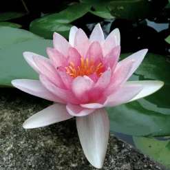 LATOUR-MARLIAC - Nymphaea 'somptuosa' - nénuphar mature en racines nues